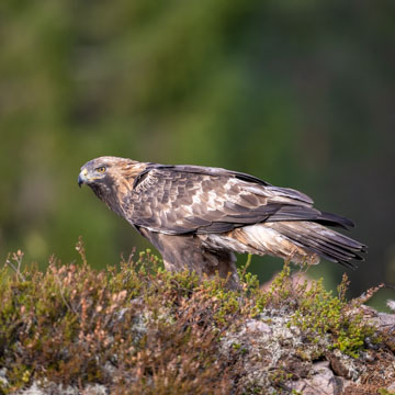 Golden Eagle