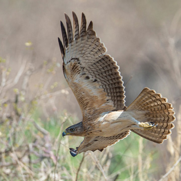 Bonelli's Eagle