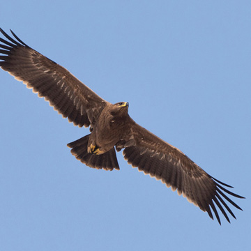 Steppe Eagle