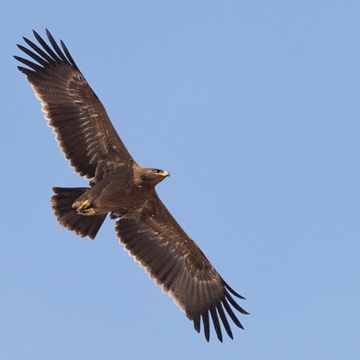 Steppe Eagle