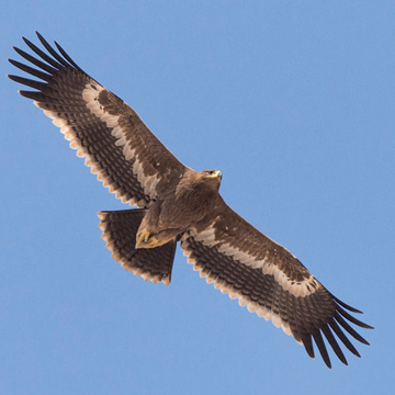 Steppe Eagle