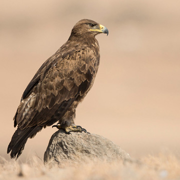 Steppe Eagle