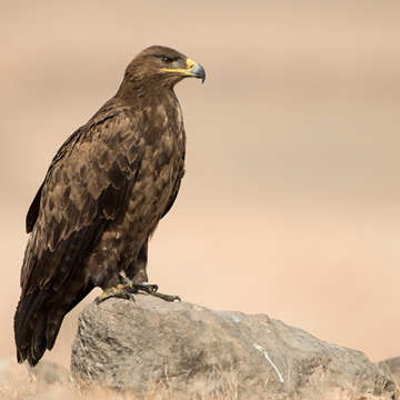 Steppe Eagle