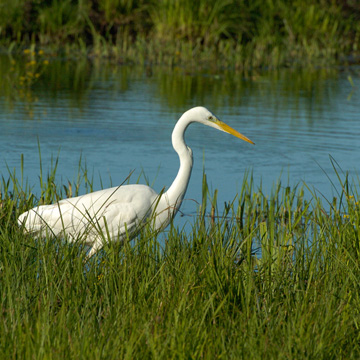 Great Egret