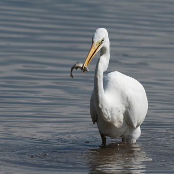 Great Egret