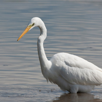 Great Egret