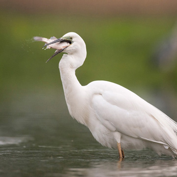 Great Egret