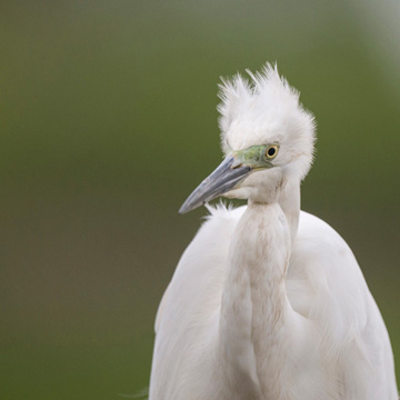 Great Egret