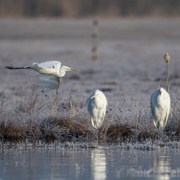 Great Egret