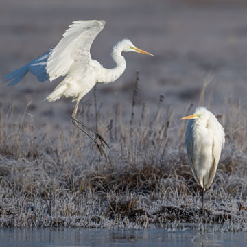 Great Egret