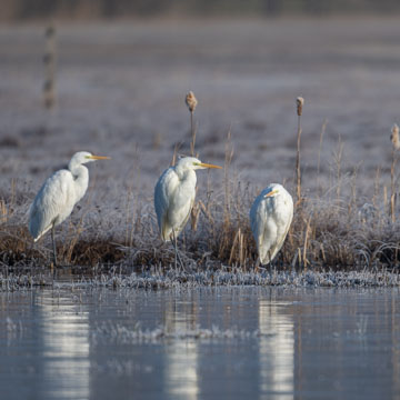 Great Egret