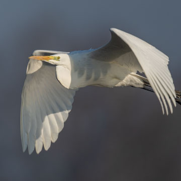 Great Egret