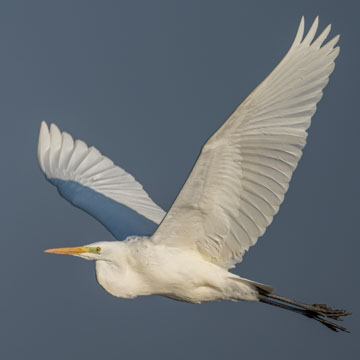 Great Egret