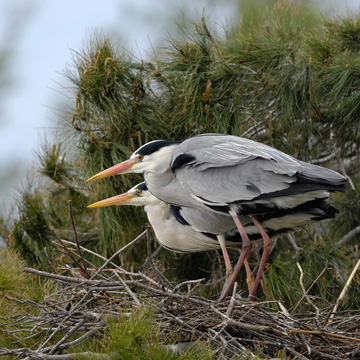 Grey Heron