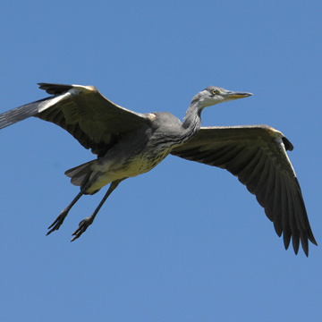 Grey Heron