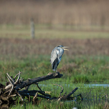 Grey Heron