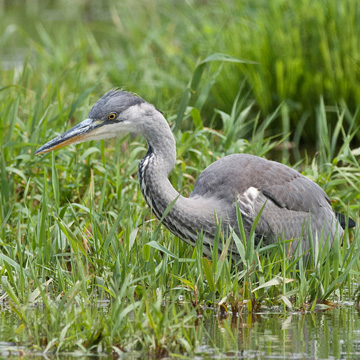 Grey Heron