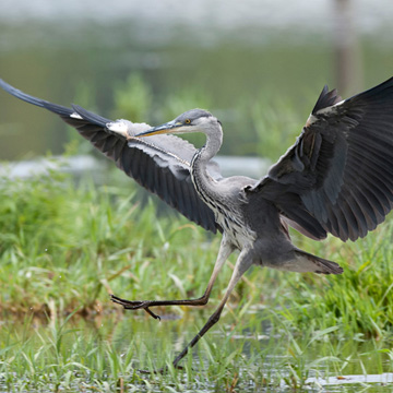 Grey Heron