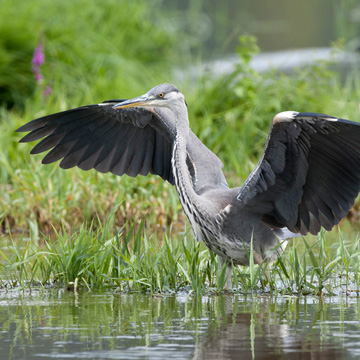 Grey Heron