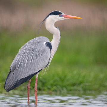 Grey Heron