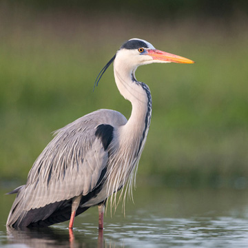 Grey Heron