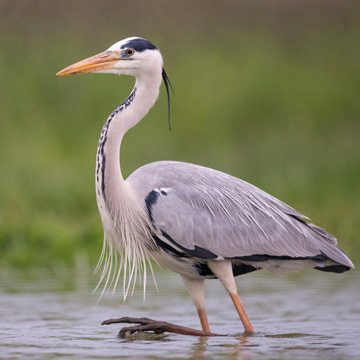 Grey Heron