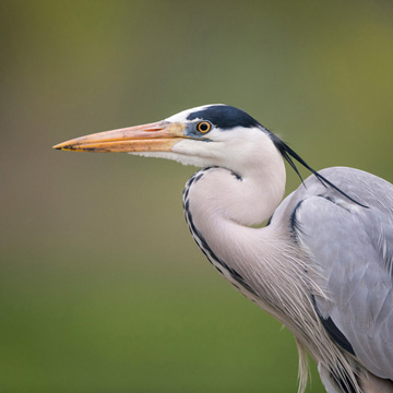 Grey Heron