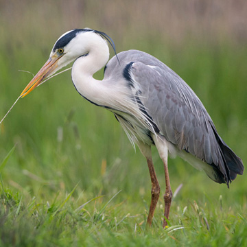 Grey Heron