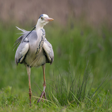 Grey Heron