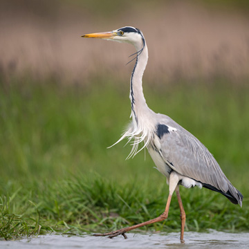 Grey Heron