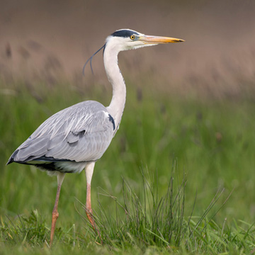 Grey Heron