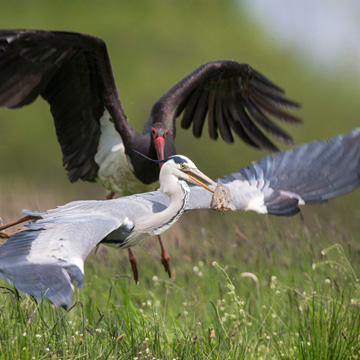 Grey Heron