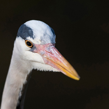 Grey Heron