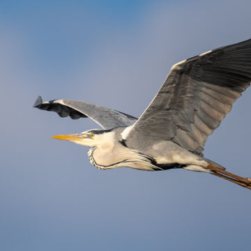 Grey Heron