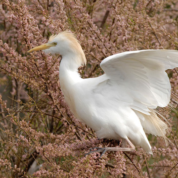 Western Cattle Egret