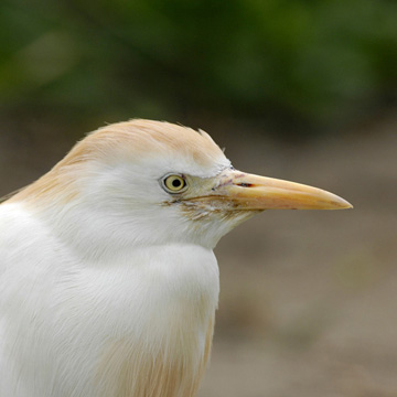 Western Cattle Egret