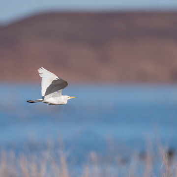 Western Cattle Egret