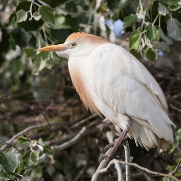 Western Cattle Egret