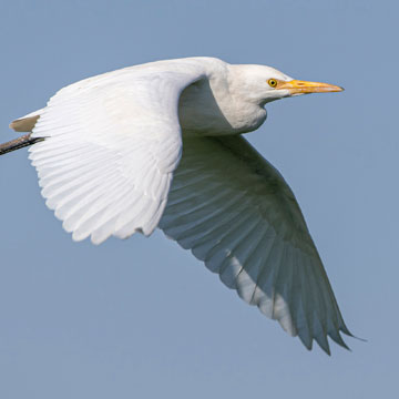 Western Cattle Egret