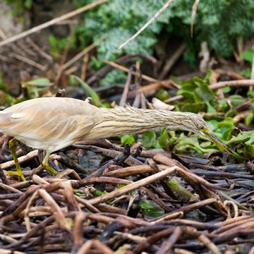 Squacco Heron