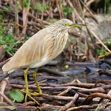 Squacco Heron