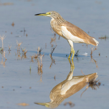 Squacco Heron