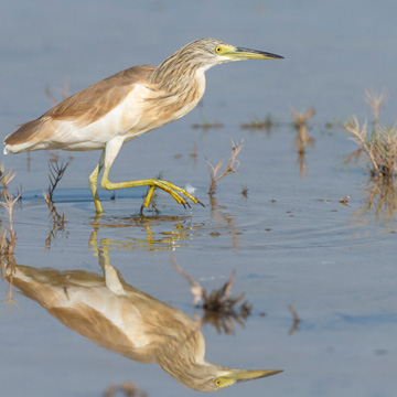 Squacco Heron