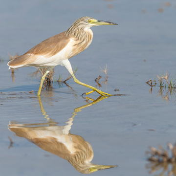 Squacco Heron