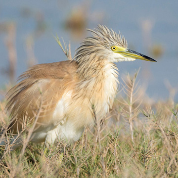 Squacco Heron