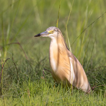 Squacco Heron