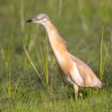 Squacco Heron