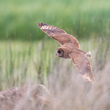 Marsh Owl