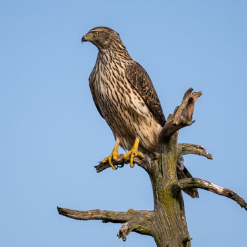 Eurasian Goshawk