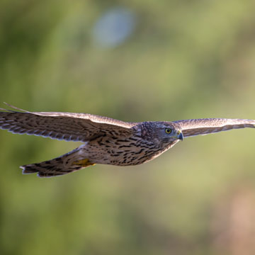 Eurasian Goshawk